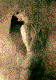 Yvernat_perso.wanadoo.fr_p.yvernat_albane pict vignette.gif (3459 octets)