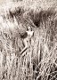 jensbrueggemann.com_image058.jpg (3484 octets)