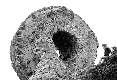 Oldsen.de0201_than_02_s.gif (3458 octets)