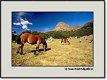 Photographies en Valle d'Ossau : Chevaux plateau de Bious1
