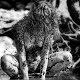 karin.oldsen.de_Boue1_008_s.jpg (3537 octets)