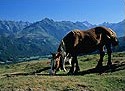 Bertrand.Clement.free.frPhotoPyreneesVignetteCheval.jpg (6477 octets)