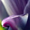 Pierre.GeniePhotoMacroSculpSabl_DSCN9849Light_small.jpg (2723 octets)