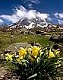 jfalguieres.free.fr_06 JonquillesPicDuMidi.jpg (4090 octets)
